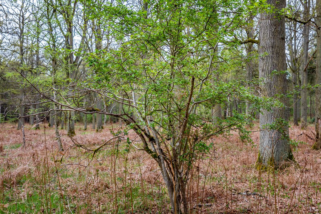 Crataegus laevigata Aubépine à 2 styles, Aubépine lisse